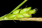 Inflated narrow-leaf sedge